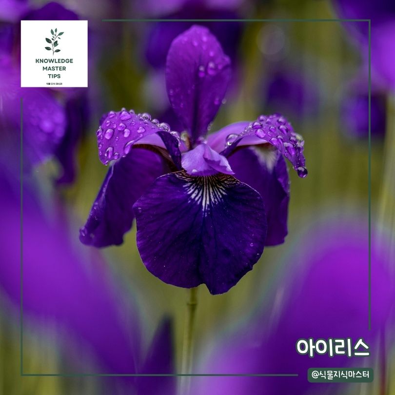봄에 심기 좋은 꽃 - 아이리스