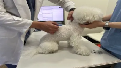 서울시 반려동물 내장형 마이크로칩