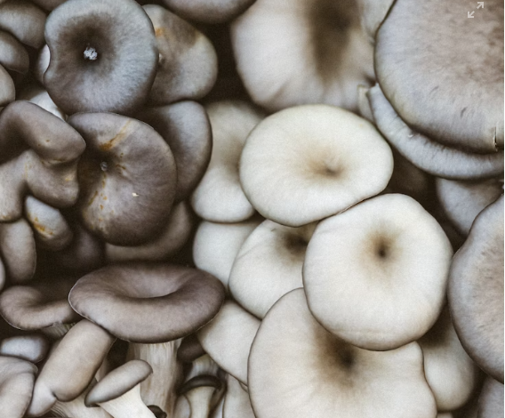 느타리버섯 외관