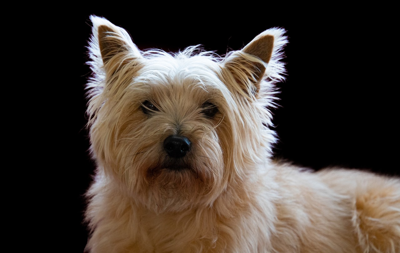 케언 테리어(Cairn Terrier)
