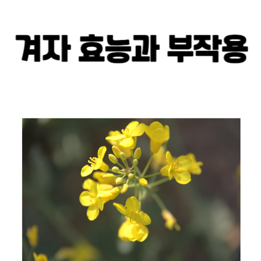 겨자 효능과 부작용