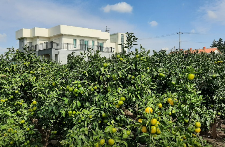 제주하늘바람 감귤