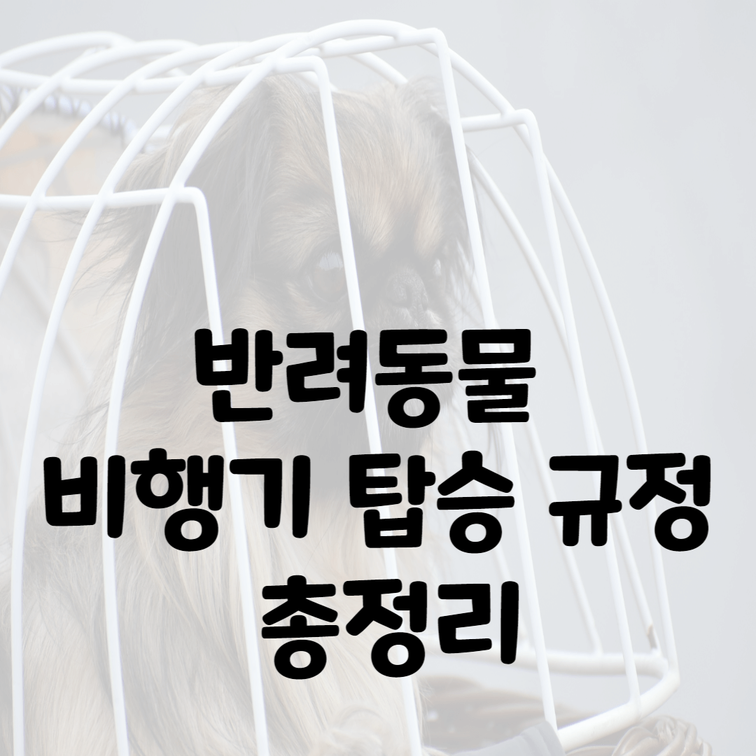 반려동물 비행기