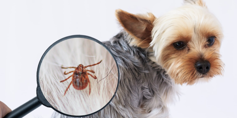 넥스가드스펙트라 약국에서 구매 가능할까요?