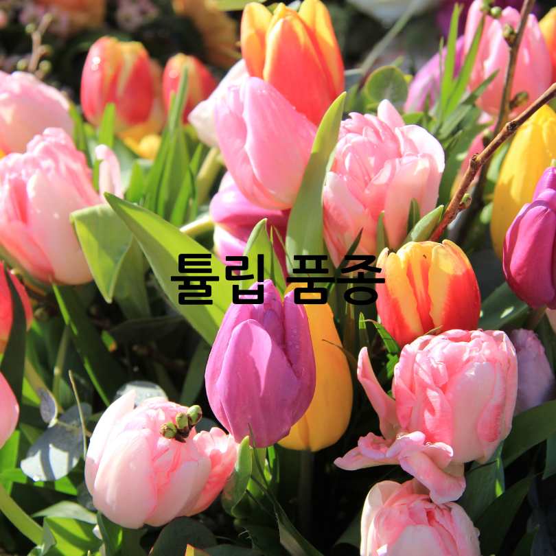 2025년 태안 튤립 축제