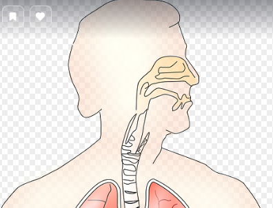 비염과 관련된 호흡기가 그려진 사진