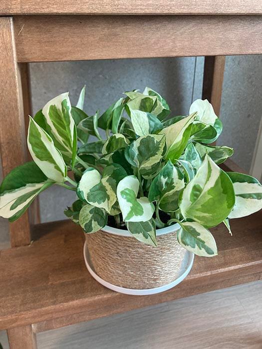 엔조이스킨답서스키우기