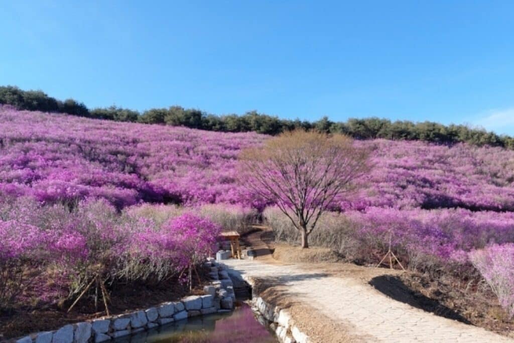 화왕산의-진달래-꽃