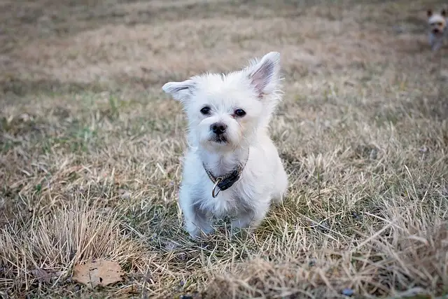 사랑스러운 말티즈! 성격&amp;#44; 관리법&amp;#44; 건강까지 한눈에 보기