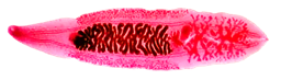 Clonorchis sinensis