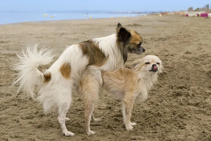 강아지 마운팅 이유 해결 방법_3