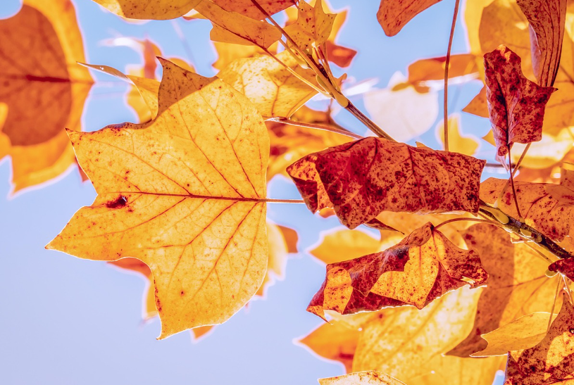 지역별 단풍 여행 지원금 관련 사진