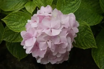 수국 키우는법 개화시기 삽목시기 가지치기 화분 물주기_13