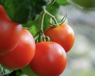 멜라토닌 많은 음식 26