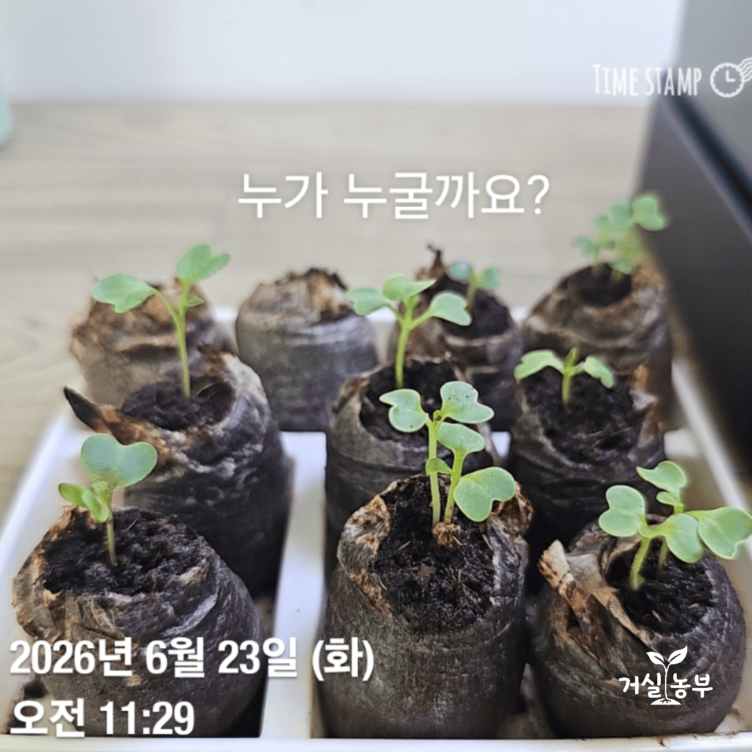 본잎이 나오기 전 서로 비슷하게 생긴 청경채와 케일 떡잎 비교