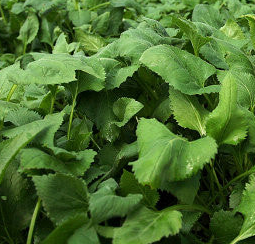 취나물 효능 부작용 칼로리 고르는법