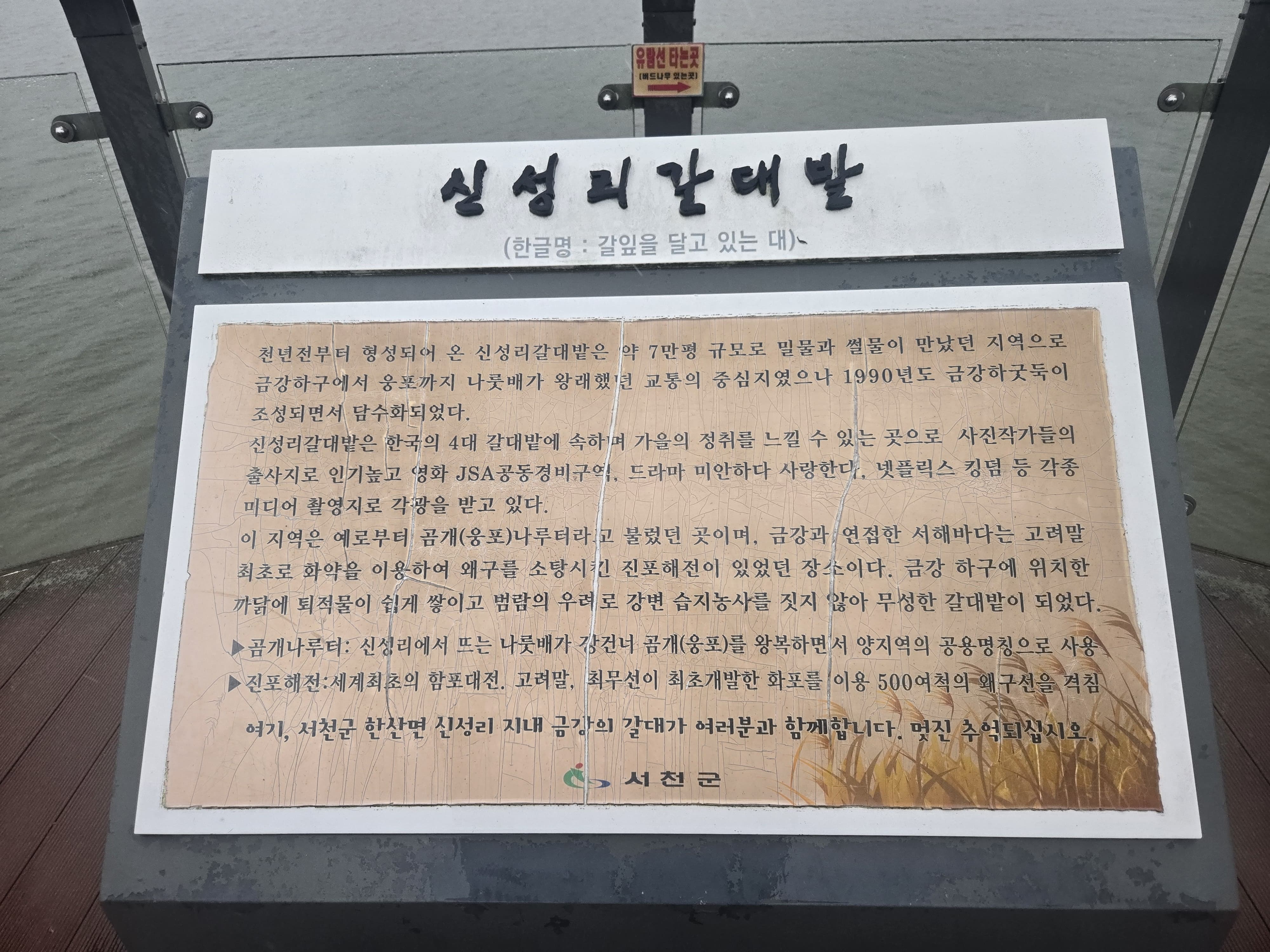 서천 신성리 갈대밭은 금강변을 따라 갈대가 넓게 펼쳐진 곳