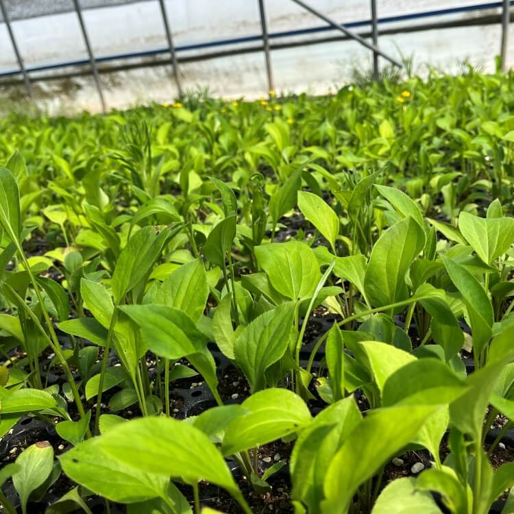 백출 모종 사진 -3