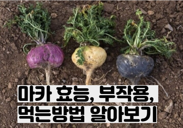 마카 효능 과 부작용 먹는방법