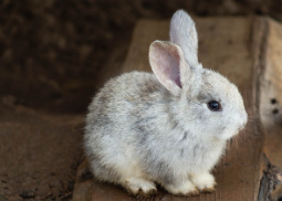 토끼 사료 추천