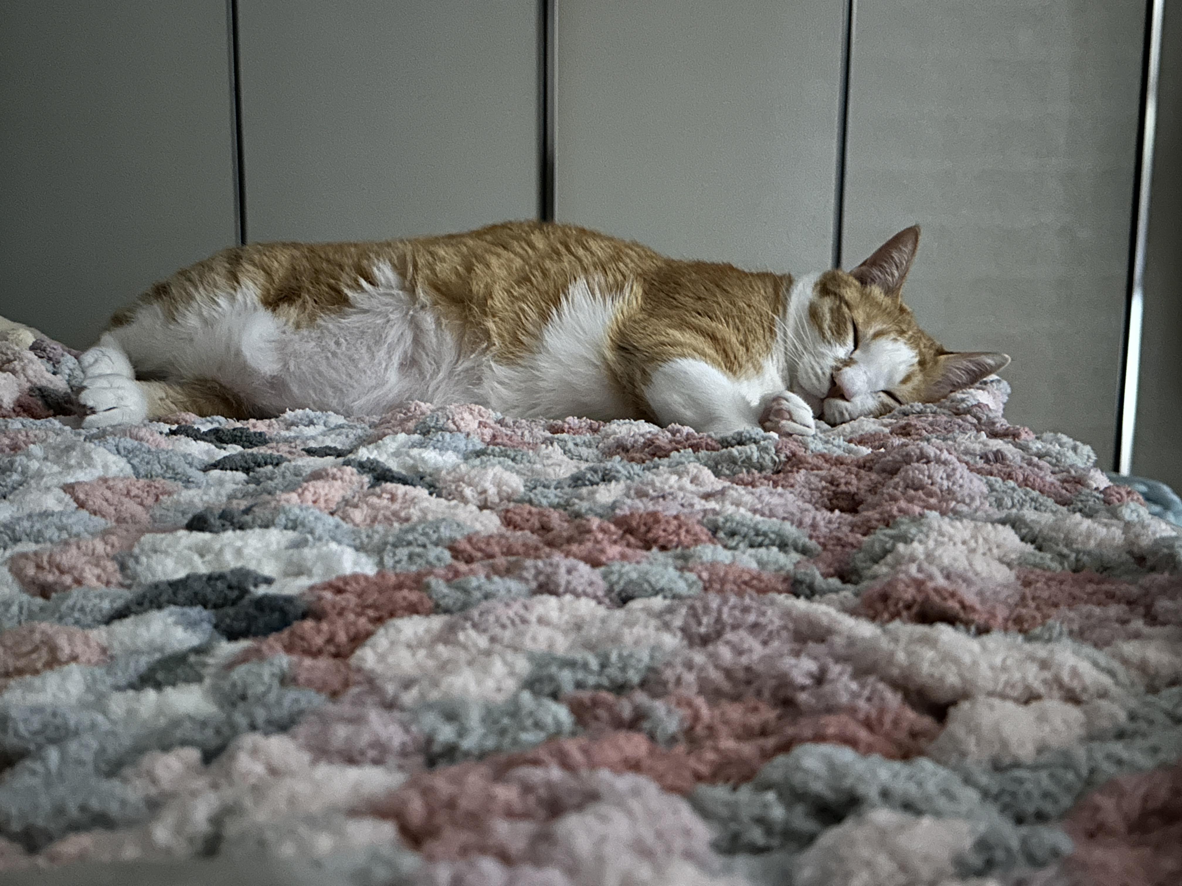 청키수면사_담요_위에서_잠든_치즈냥이_호야_1