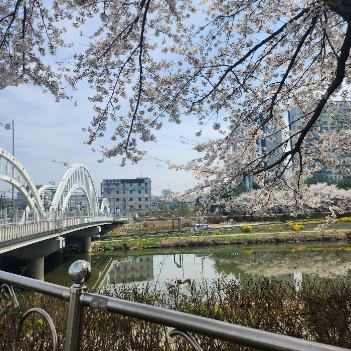 전주 벚꽃