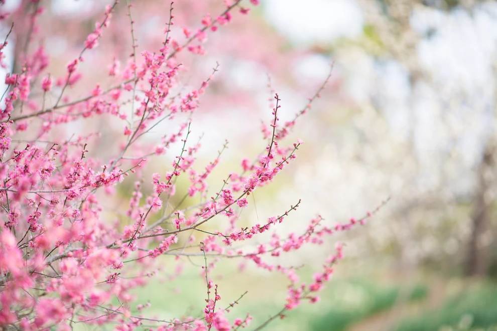 한림공원 부겐빌레아 축제