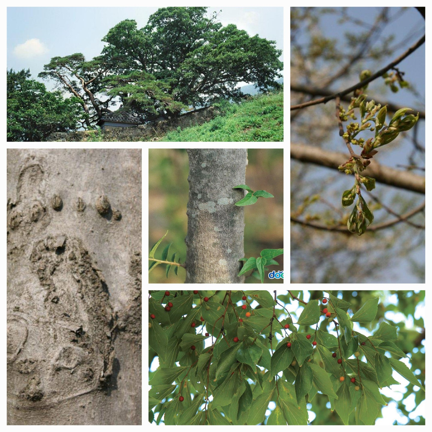 팽나무-두산백과