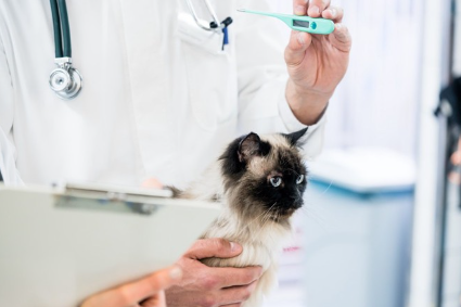 고양이와 질병.