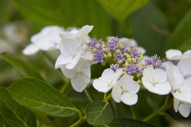 아침고요수목원 수국전시회