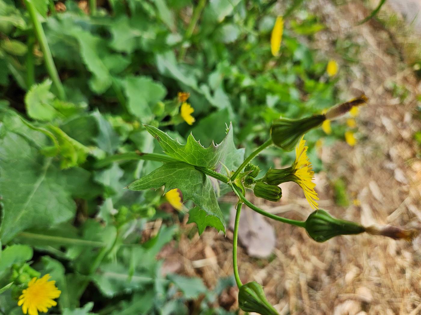 방가지똥(청채)