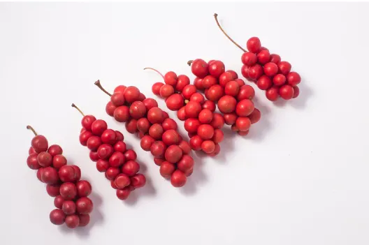 오미자 효능 및 먹는 방법 주의점