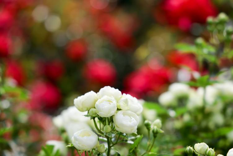 부천 백만송이 장미축제 2025