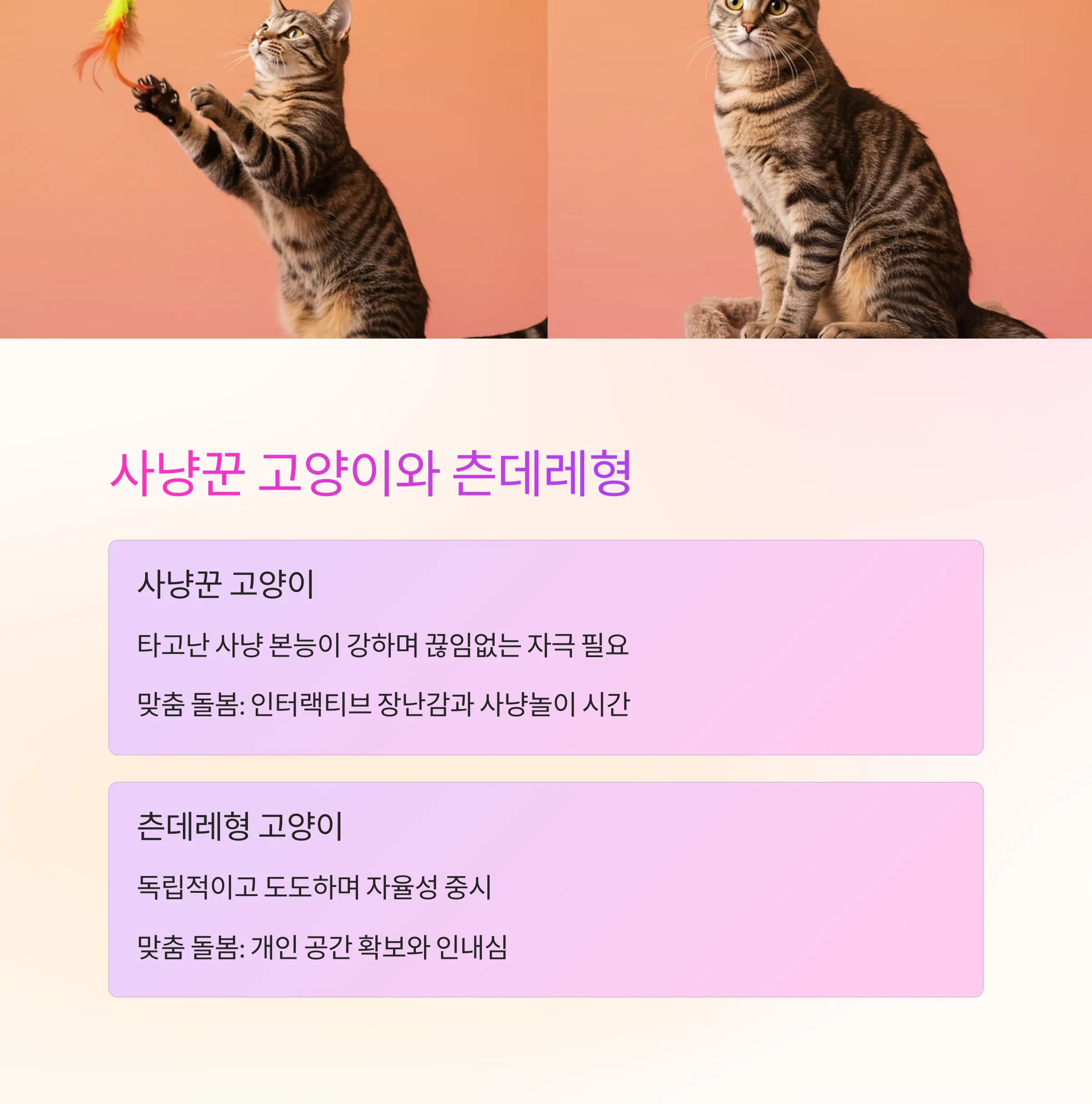 고양이 성격 유형별 맞춤 돌봄법