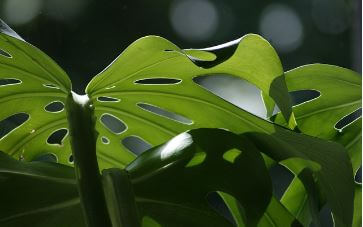 돈 들어오는 식물 몬스테라