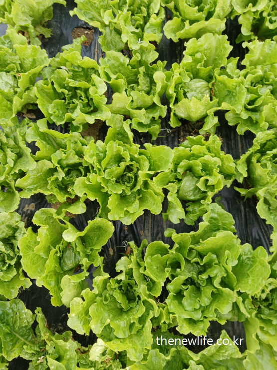 Wavy green lettuce leaves growing in a field in neat rows-밭에 가지런히 자라고 있는 물결 모양 청상추