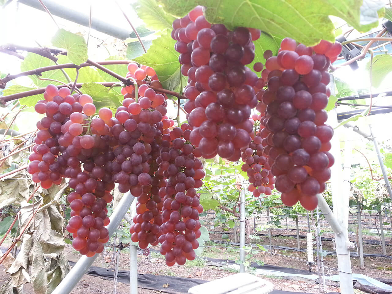 영동 포도축제 2024