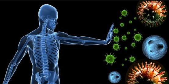 아르기닌-효능-면역체계-활성화
