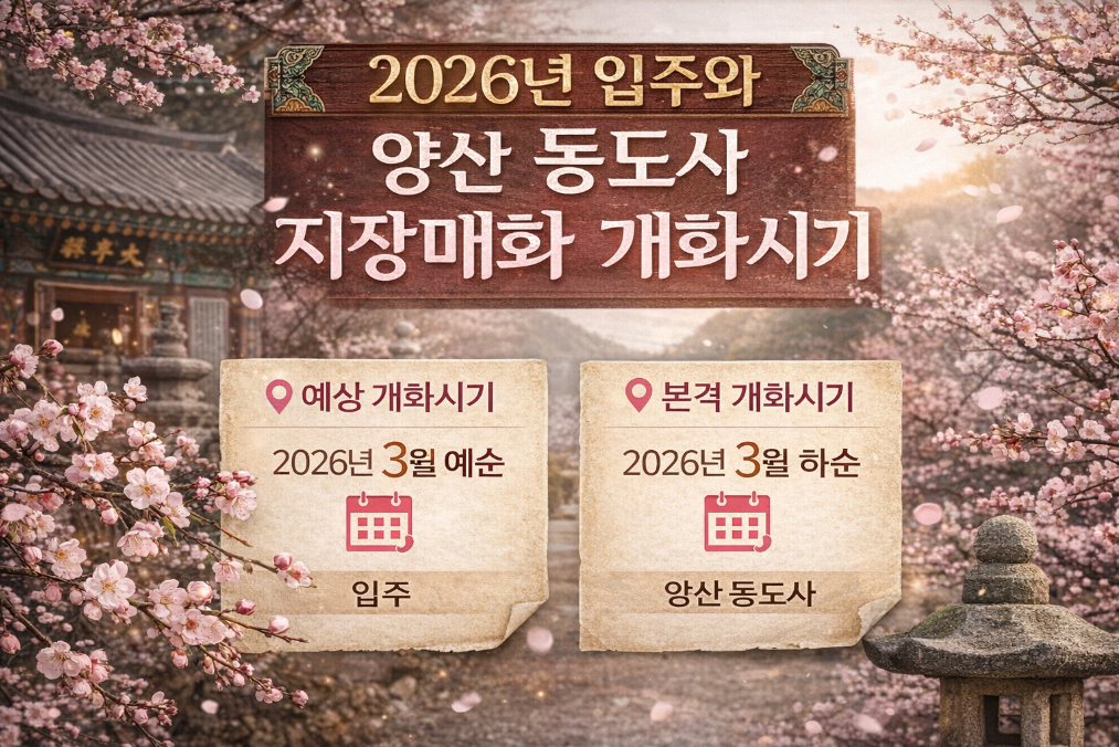 2026 입춘 양산 동도사 지장매화 개화시기 완벽 정리