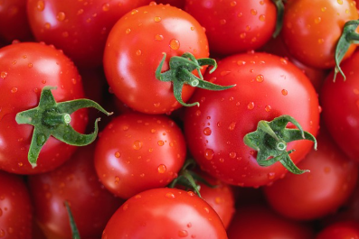 토마토 꼭지 삶아 만든 천연 감미료 실험