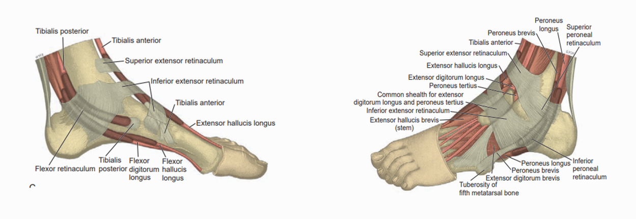 발목의 안쪽과 가쪽