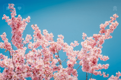 진해 군항제 무료 주차장 셔틀버스 실시간 교통상황 확인하기와 관련된 벚꽃사진