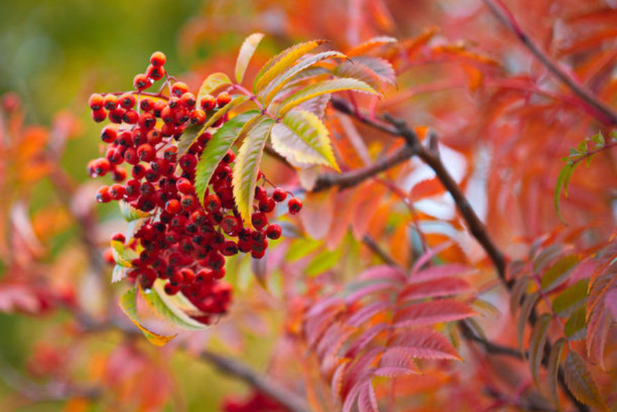 야생에서 잘 자라고 있는 마가목 나무의 열매인 붉은 색의 마가목 무리를 확대를 하여 찍은 사진