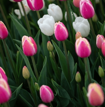 2024 태안 세계튤립꽃박람회 일정 이용 요금 총정리