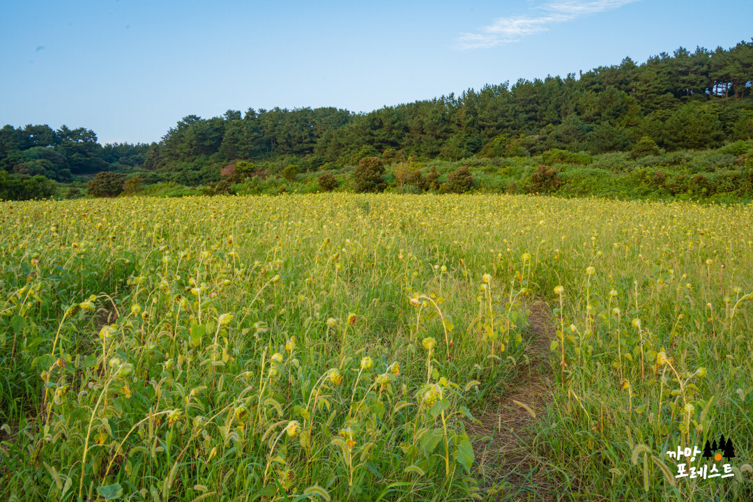 함덕 서우봉 해바라기 파종지