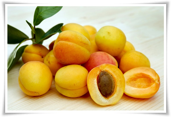 "살구꽃과 살구" 수줍은 듯 피어나는 봄 날의 은밀한 분홍빛 속삭임!