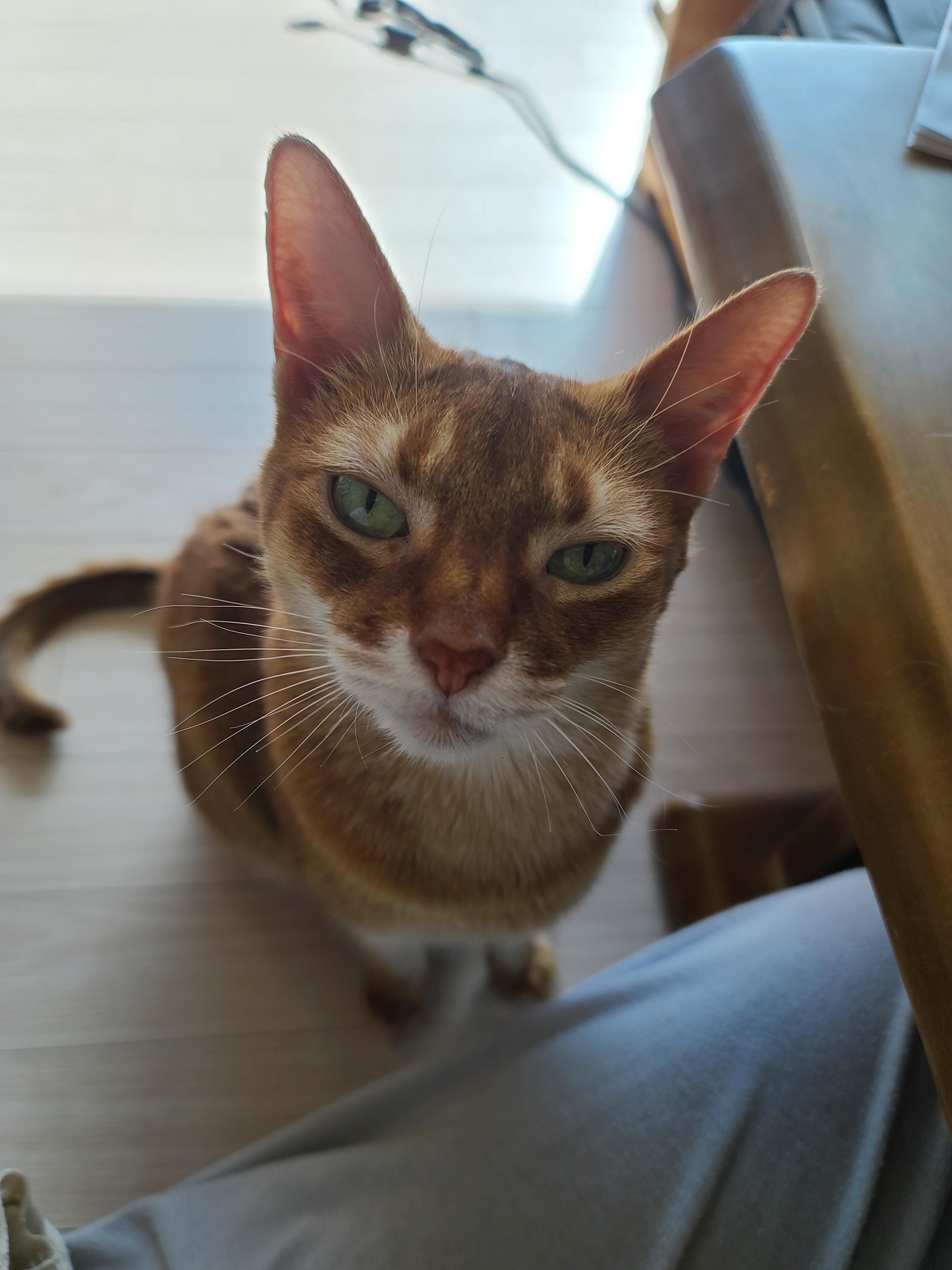 엄마의 쓰담쓰담이 만족스러운 루나