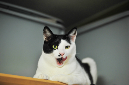 강아지와 고양이의 조화로운 공존을 위한 노력