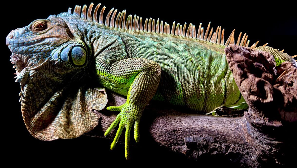 아이폰 15 프로로 촬영한 이구아나 사진