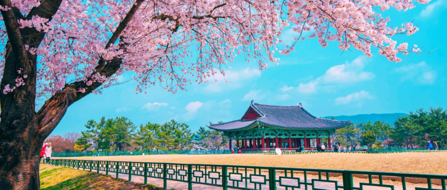 2025 대한민국 벚꽃 개화 시기 총정리! 지역별 명소 & 축제 일정